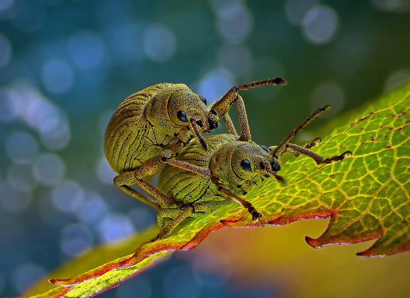 Illustration for article titled Estas son algunas de las fotos microscópicas más espectaculares del año